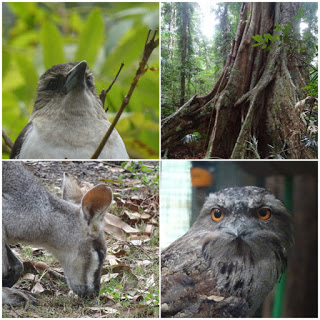 (Top) Round and about in the Rainforest (Bottom) A wallaby and tawny frogface in the walkabout centre