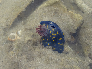 An 'Obscure Nudibranch' Hypselodoris obscura