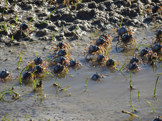 Crabs on the move