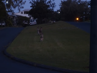 Kangaroos/Wallabies just casually in the street!