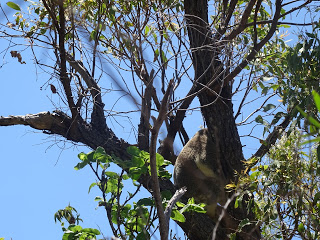 Wild koala!!! 