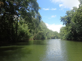 On the Daintree river