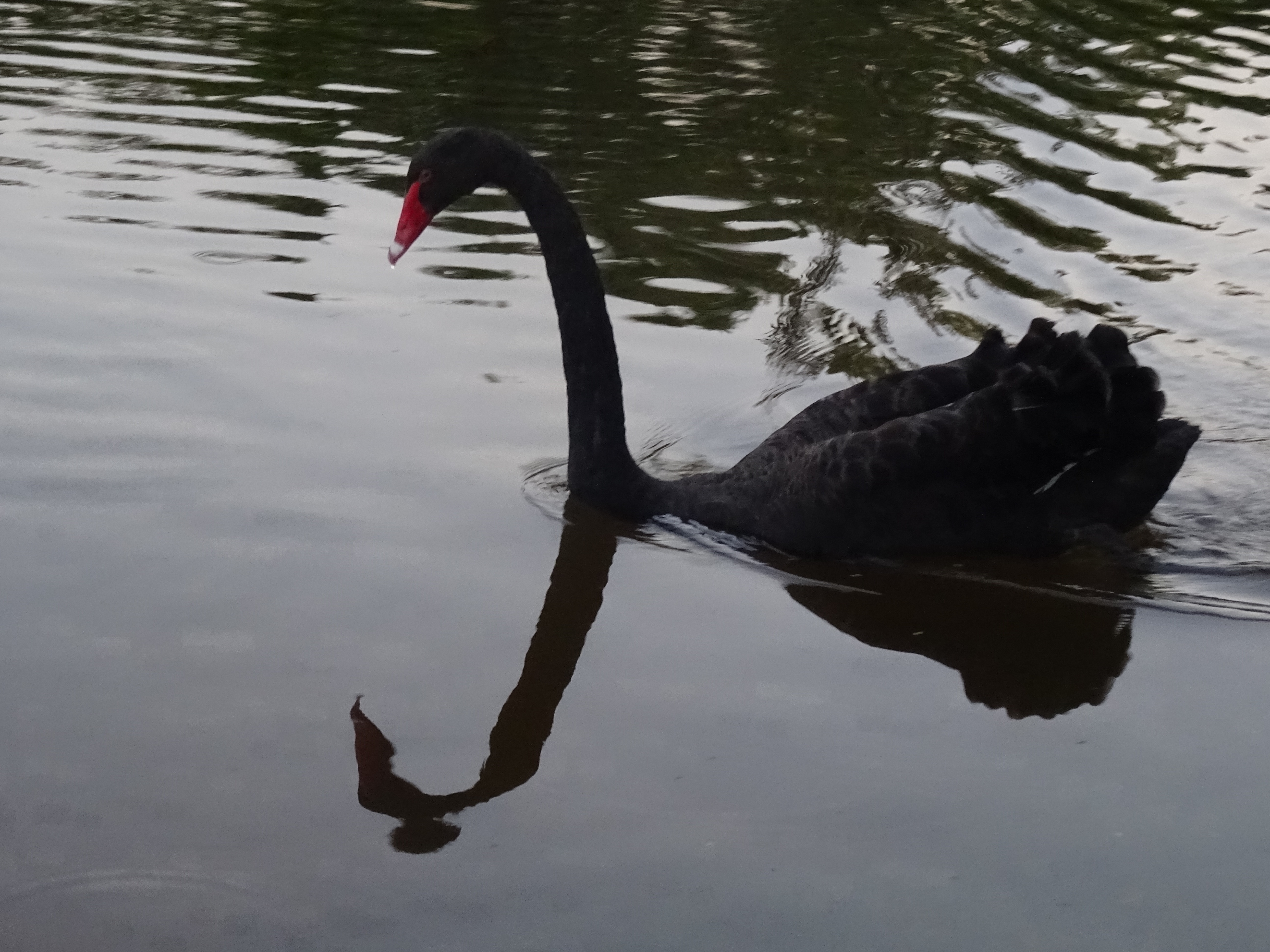 My first wild black swan!