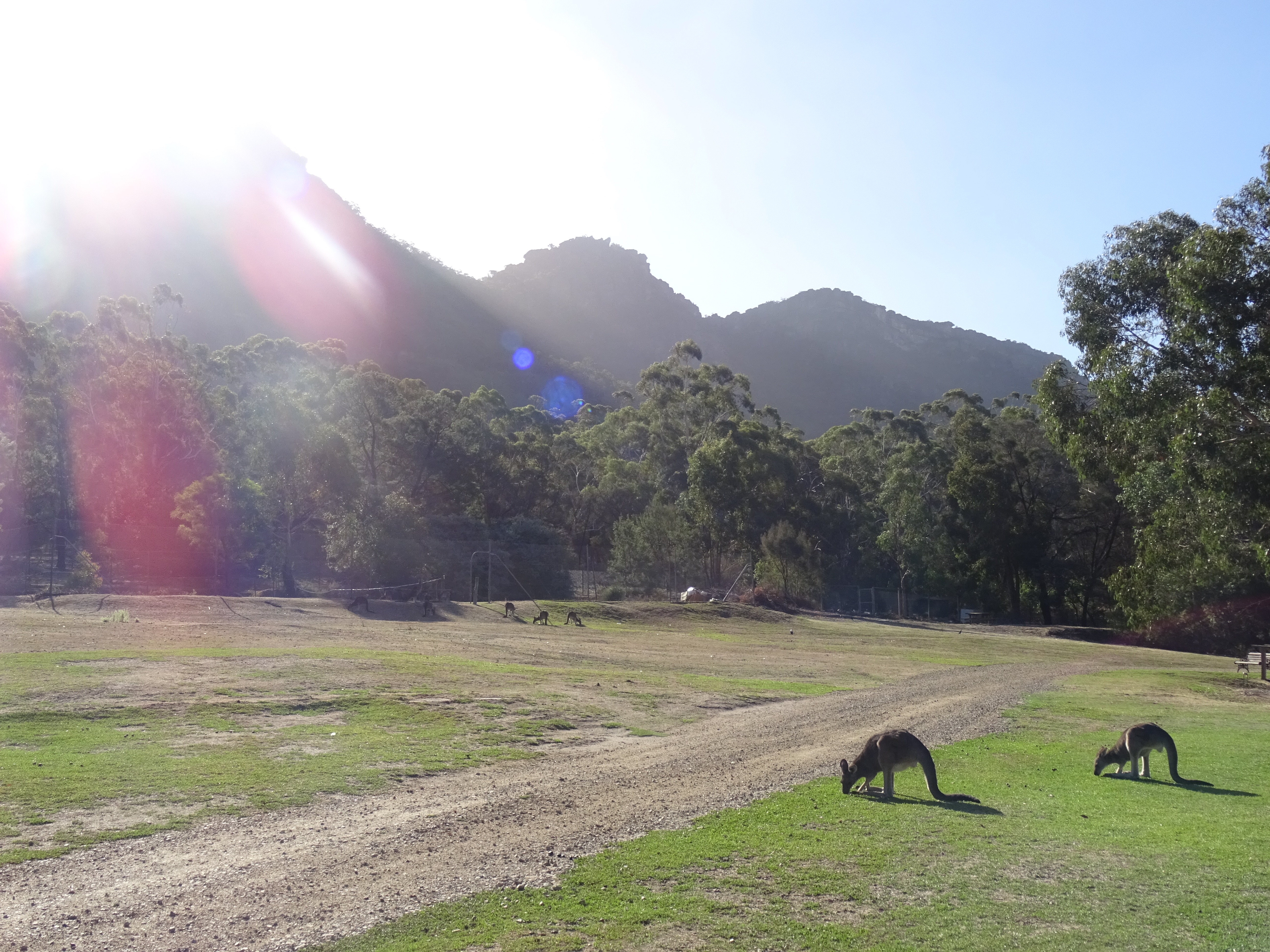 Kangaroos and Mountains. I love this country